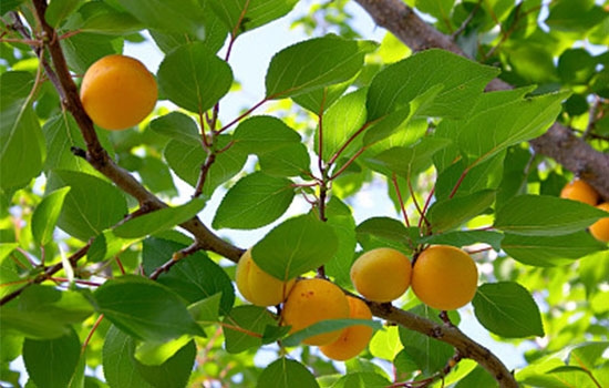 立夏吃個杏，到老沒有病